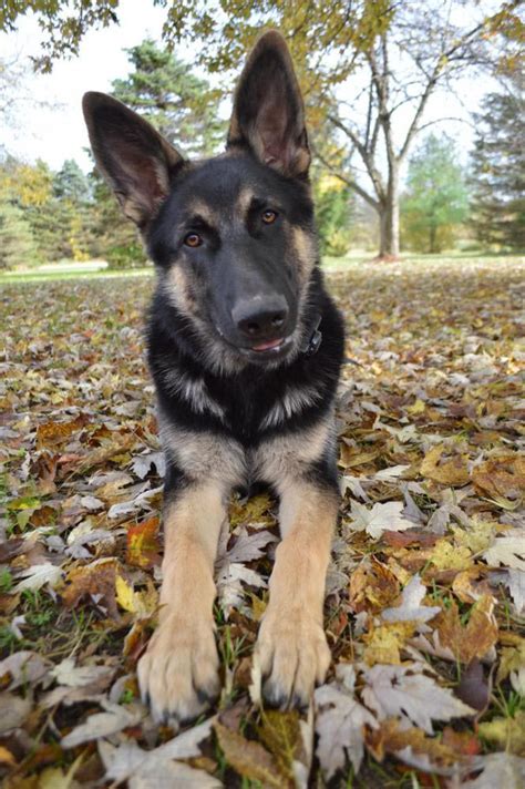 6 month old german shepherd|german shepherd puppy weight.